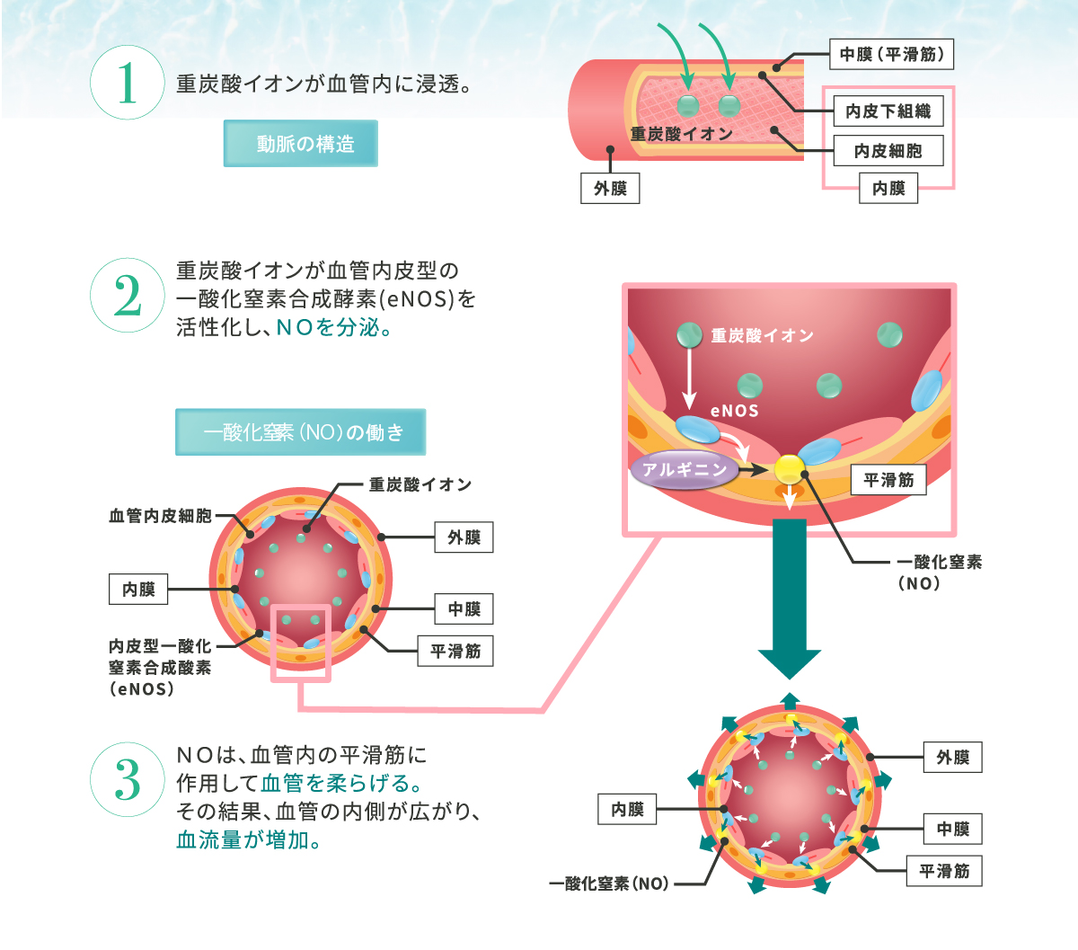 重炭酸温浴によるNO分泌促進の仕組み